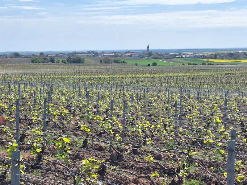 Into The Vineyards of France (Radio Show&nbsp;5-16-2026)